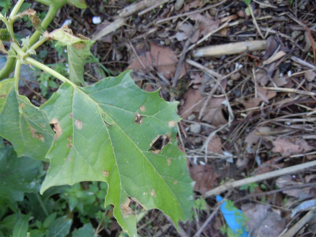 Frutti spinosi - Datura stramonium